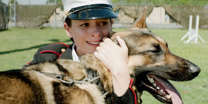 《忠犬》与《战犬瑞克斯》：真实感人的狗狗故事缩略图